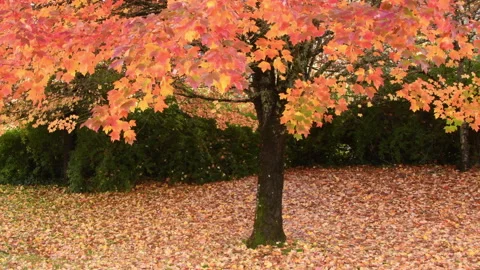 Fall color on Red Maple, Portland, Oregon, early November Video stock 164573016