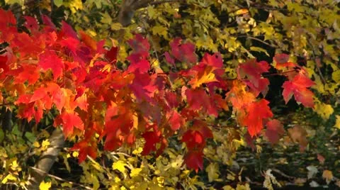 Fall color slo mo Stock Footage 12537241