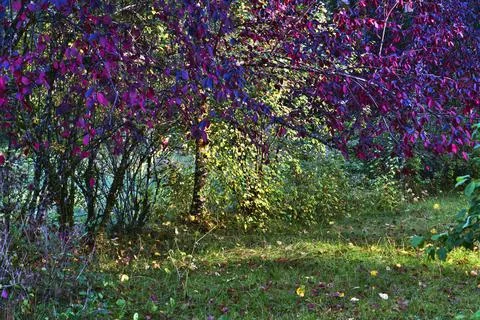 Fall color with sunlight through trees Stock Photos