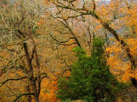 Fall color in tree Photos