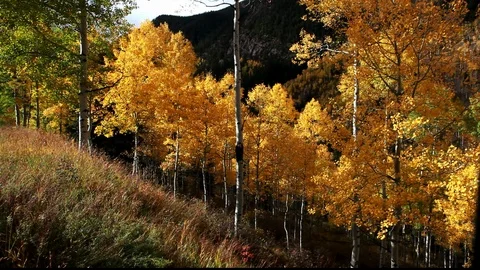 Fall Color Trees Climbing Stock Footage 105042773