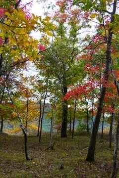 Fall color trees Stock Photos