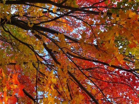 Fall Color - Trees Stock Photos