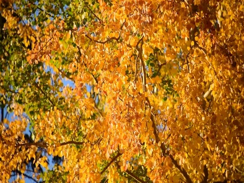 Fall color with yellow aspen tree leaves background with wind blowing Stock Footage 80896633