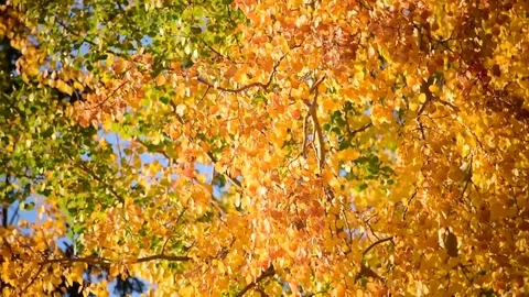 Fall color with yellow aspen tree leaves background with wind blowing Stock Footage 80896690