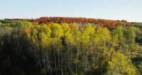 Fall color yellow birch stand 1 Stock Footage 256915922