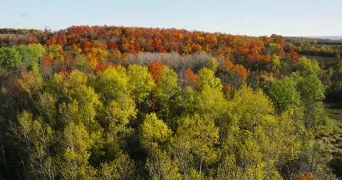 Fall color yellow birch stand 2 库存影片 256915946
