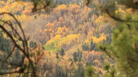 Fall colored Aspens extreme long shot through pines Video stock 8801905