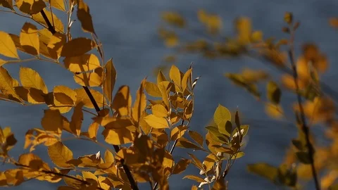 Fall Colored Leaves Blowing in Slow Motion with Shallow Depth of Field Water Stock Footage 118241959