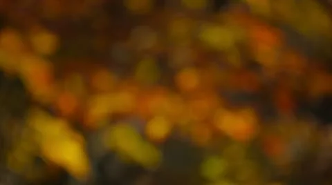 Fall Colored Leaves Blurry Motion Background Stock Footage 12737960