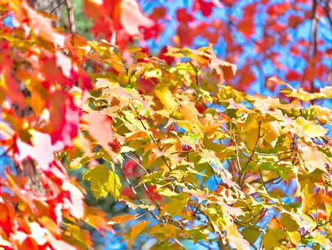 Fall Colored Leaves Stock Photos