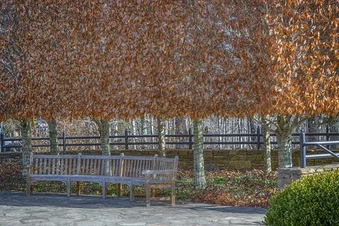 Fall colored leaves remain on trees shading a park bench in January. 스톡 사진