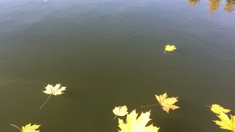 The fall of colored leaves into the water Stock Footage 119107460