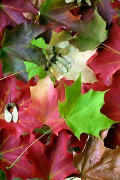 Fall colored maple leaf arrangement Stock Photos