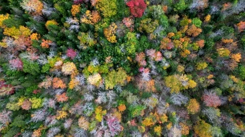 Fall colored red green yellow and leafless trees, drone top down bird's Stock Footage 253382550