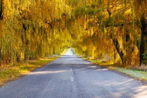 Fall colored trees along a road 스톡 사진