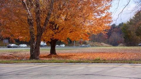 Fall Colored Trees and Leaves with WNC Interstate Traffic Video stock 89873218