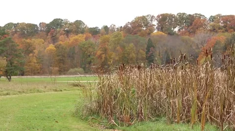 Fall colored trees in Ohio park with cattails in foreground Stock Footage 58463677