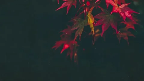 Fall Colorful Leaves Motion Background Stock Footage 139604215