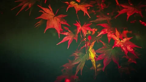 Fall Colorful Leaves Motion Background Loop Stock Footage 139604250