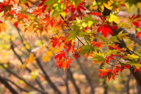 Fall colorful maple leaf Stock Photos