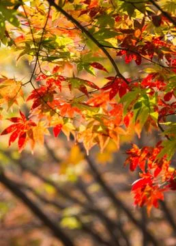 Fall colorful maple leaf Stock Photos