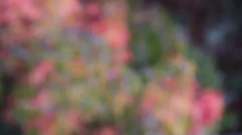 Fall Colors 0888 Video stock 940023