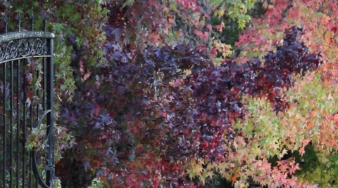 Fall Colors 0890 Stock Footage 940003