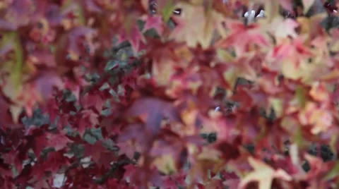 Fall Colors 0891 Stock Footage 939993