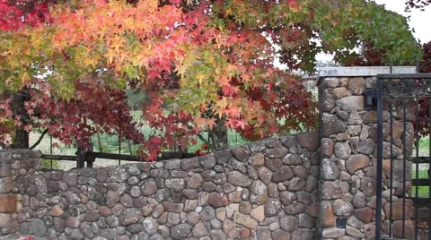 Fall Colors 0902 Stock Footage 939958