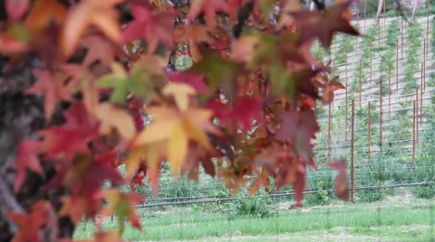 Fall Colors 0911 Stock Footage 939945