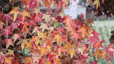 Fall Colors 0917 Stock Footage 939933