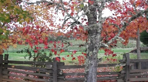 Fall Colors 0922 Stock Footage 939900