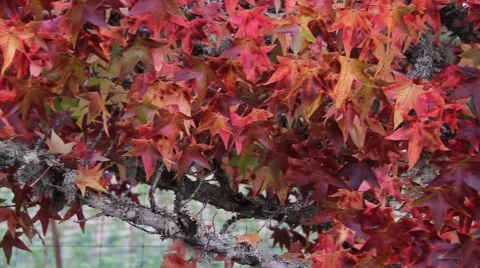 Fall Colors 0923 Stock Footage 939887