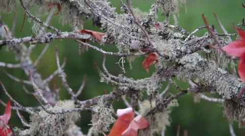 Fall Colors 0939 Stock Footage 939795