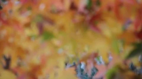 Fall Colors 0953 Video stock 939765