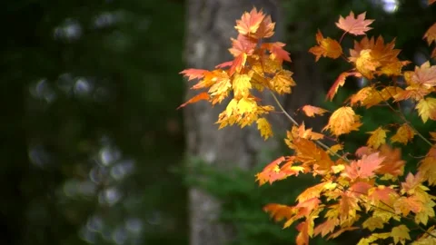 Fall Colors 1 Stock Footage 249838086
