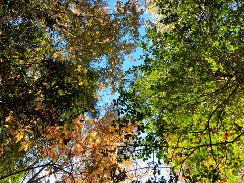 Fall Colors 1 Stock Photos