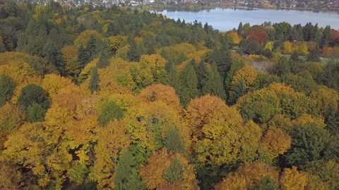 Fall Colors 10-21 Video stock 165427962