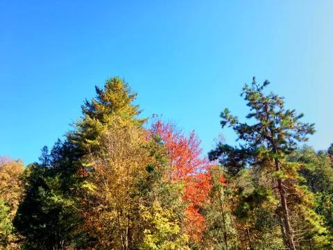 Fall Colors 12 Stock Photos