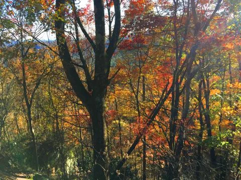 Fall Colors 13 Stock Photos