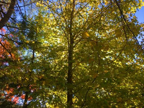 Fall Colors 14 Stock Photos