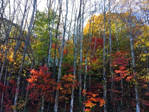 Fall Colors 15 Stock Photos