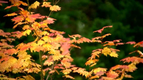 Fall Colors 2 Stock Footage 249838088