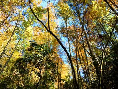 Fall Colors 2 Stock Photos