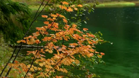Fall Colors 3 Vídeos de archivo 249838101