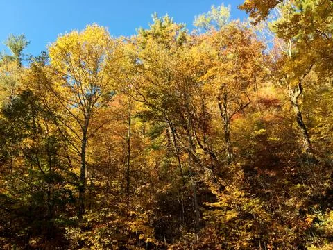 Fall Colors 3 Stock Photos
