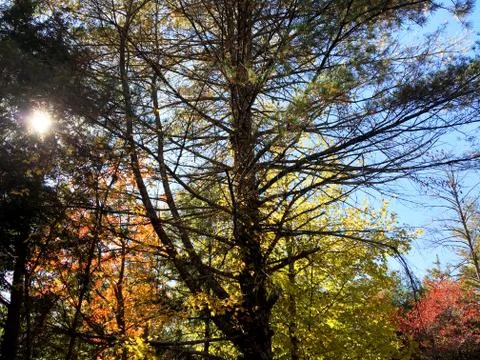 Fall Colors 4 Stock Photos