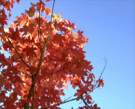 Fall Colors 41 - PAL Stock Footage 73822