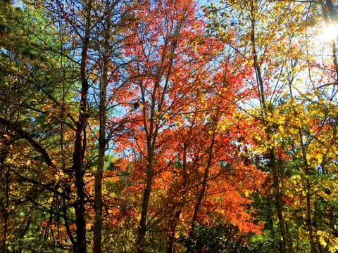 Fall Colors 6 Stock Photos